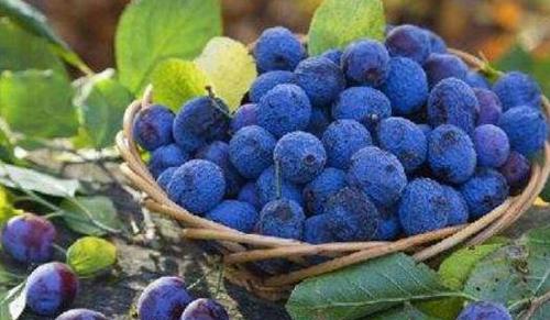 蓝莓花青素的功效与作用